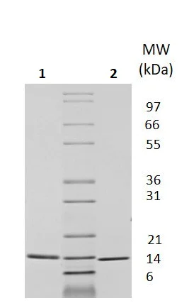 SDS-PAGE - Recombinant Human Neurotrophin 3 protein (Animal Free) (AB256093)