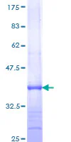 SDS-PAGE - Recombinant Human Neutrophil Elastase protein (GST tag N-Terminus) (AB158345)