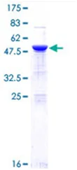 SDS-PAGE - Recombinant Human NF-kB p65 protein (GST tag N-Terminus) (AB114150)