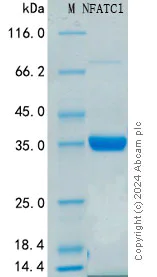 SDS-PAGE - Recombinant Human NFAT2 Protein Standard (His tag) (AB316527)