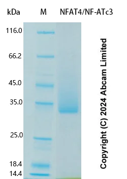 SDS-PAGE - Recombinant Human NFAT4/NF-ATc3 Protein Standard (AB323120)