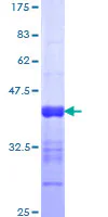 SDS-PAGE - Recombinant Human NFAT5 protein (GST tag N-Terminus) (AB112396)