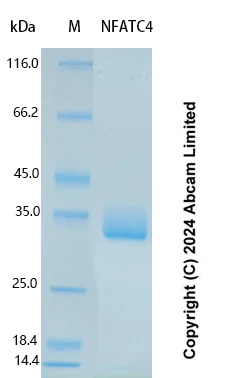 SDS-PAGE - Recombinant Human NFATC4 Protein Standard (AB323124)