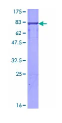 SDS-PAGE - Recombinant Human NFIX/CTF protein (GST tag N-Terminus) (AB132672)