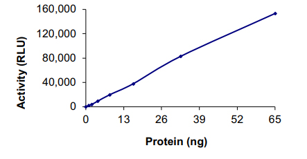 Recombinant human NFkB Inducing Kinase NIK protein