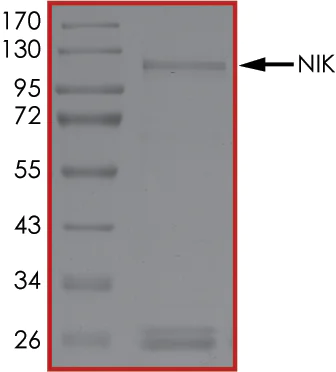 SDS-PAGE - Recombinant human NFkB Inducing Kinase NIK protein (AB105210)
