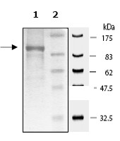 SDS-PAGE - Recombinant Human NFkB Inducing Kinase NIK protein (GST tag N-Terminus) (AB61262)