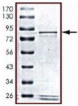 SDS-PAGE - Recombinant Human NFkB p100 / p52 protein (AB125611)