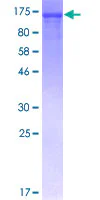SDS-PAGE - Recombinant Human NFkB p105 / p50 protein (GST tag N-Terminus) (AB114185)