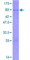 Recombinant Human NFS1 protein