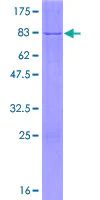SDS-PAGE - Recombinant Human NFS1 protein (AB160314)