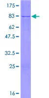 SDS-PAGE - Recombinant Human NFS1 protein (GST tag N-Terminus) (AB160314)