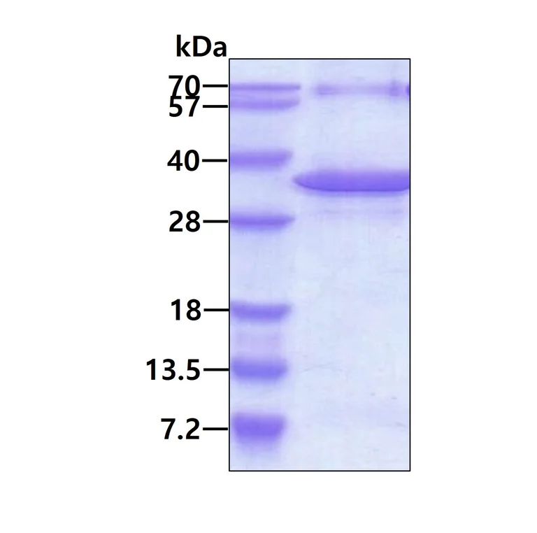 SDS-PAGE - Recombinant Human NFU1 protein (AB187452)