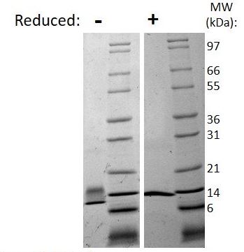 Recombinant human NGF protein (Active)