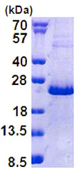 SDS-PAGE - Recombinant Human NHLH2 protein (His tag N-Terminus) (AB156745)