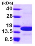 SDS-PAGE - Recombinant Human NHP2L1 protein (AB101947), expandable thumbnail