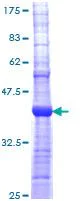 SDS-PAGE - Recombinant Human Nicotinic Acetylcholine Receptor alpha 5/CHRNA5 protein (GST tag N-Terminus) (AB114513)