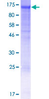 SDS-PAGE - Recombinant Human Nidogen 2/NID-2 protein (AB153185), expandable thumbnail