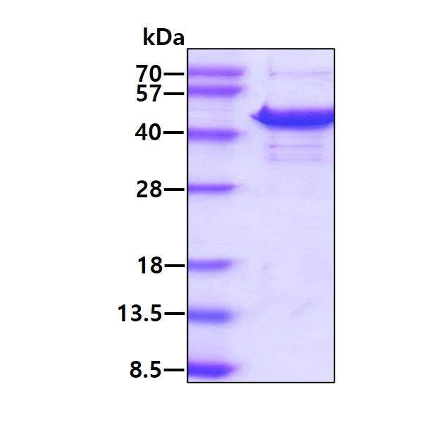 SDS-PAGE - Recombinant Human NIPP1 protein (AB131705)
