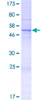 Recombinant Human NIPSNAP3B protein
