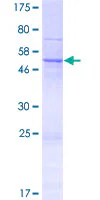 SDS-PAGE - Recombinant Human NIPSNAP3B protein (GST tag N-Terminus) (AB163069)
