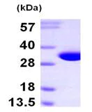 SDS-PAGE - Recombinant Human NIT2 protein (AB102690)