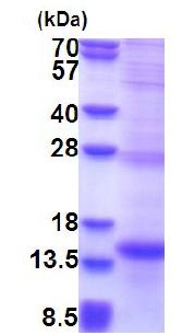 SDS-PAGE - Recombinant Human NK-p44 protein (denatured) (His tag N-Terminus) (AB177598)