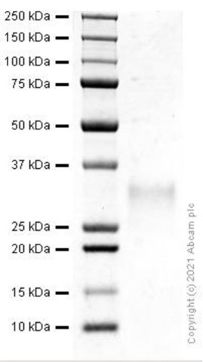 SDS-PAGE - Recombinant Human NKG2D protein (AB281815), expandable thumbnail