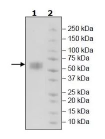 SDS-PAGE - Recombinant Human NKG2D protein (Biotin) (Avi tag N-Terminus + Fc tag N-Terminus) (AB271632)