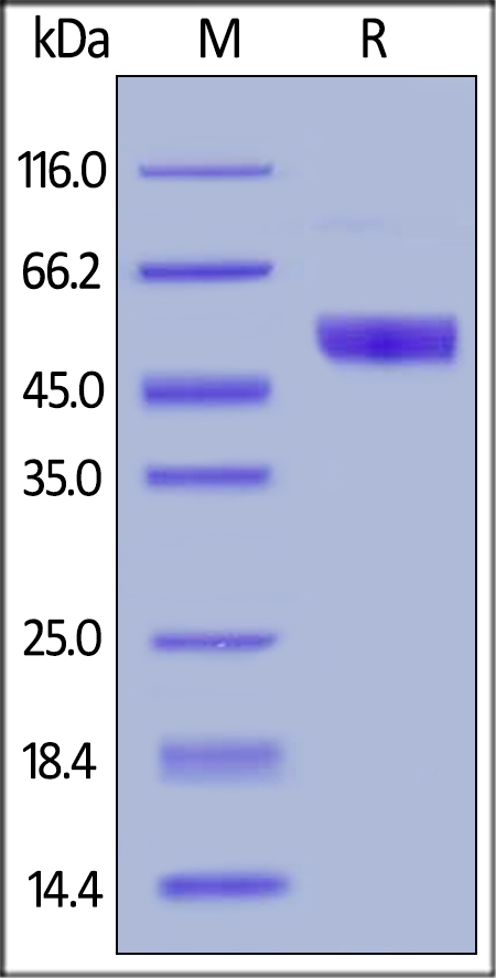 SDS-PAGE - Recombinant human NKp30 protein (Fc Chimera Active) (AB184896), expandable thumbnail