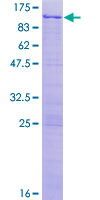 SDS-PAGE - Recombinant Human NKRF protein (GST tag N-Terminus) (AB132717)