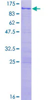 SDS-PAGE - Recombinant Human NKRF protein (GST tag N-Terminus) (AB132717)
