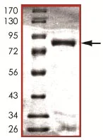 SDS-PAGE - Recombinant human NLK protein (AB107700)