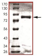 SDS-PAGE - Recombinant human NLK protein (GST tag N-Terminus) (AB107700)