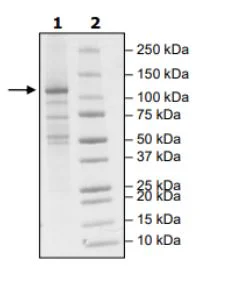 SDS-PAGE - Recombinant Human NLRP3 (mutated G231A + K232A + T233A) protein (His-DDDDK tag N-Terminus) (AB271637)