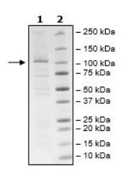 SDS-PAGE - Recombinant Human NLRP3 (mutated K232A) protein (His-DDDDK tag N-Terminus) (AB271629)