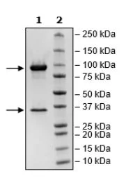 SDS-PAGE - Recombinant Human NLRP3 + NEK7 protein (7x His tag N-Term, DDDDK tag N-Term + Avi tag N-Term) (AB271635)