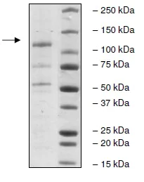 SDS-PAGE - Recombinant Human NLRP3 protein (AB198069)