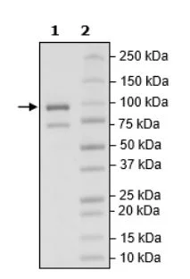 SDS-PAGE - Recombinant Human NLRP3 protein (DDDDK tag N-Terminus) (AB271636)