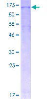 SDS-PAGE - Recombinant Human NLRP3 protein (GST tag N-Terminus) (AB165022)