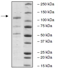 SDS-PAGE - Recombinant Human NLRP3 protein (His-DDDDK tag N-Terminus) (AB198069)