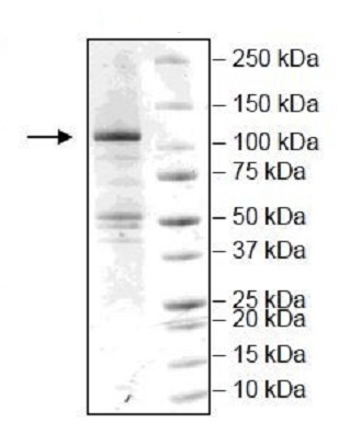 SDS-PAGE - Recombinant Human NLRP3 protein (His-DDDDK tag N-Terminus) (AB255792)