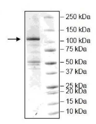 SDS-PAGE - Recombinant Human NLRP3 protein (His-DDDDK tag N-Terminus) (AB255792)