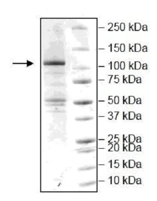 SDS-PAGE - Recombinant Human NLRP3 protein (Tagged) (AB255792)
