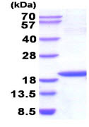 SDS-PAGE - Recombinant human NM23A protein (Active) (Tag Free) (AB211310)