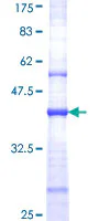 SDS-PAGE - Recombinant Human NMDAR2B protein (GST tag N-Terminus) (AB112298)