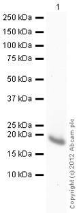 Western blot - Recombinant Human NME2 protein (AB93692), expandable thumbnail
