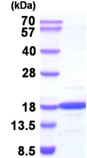 SDS-PAGE - Recombinant human NME2 protein (Tag Free) (AB211313)