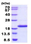SDS-PAGE - Recombinant human NME4 protein (His tag N-Terminus) (AB211319)