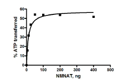 Functional Studies - Recombinant human Nmnat1/NMNAT protein (AB198473)